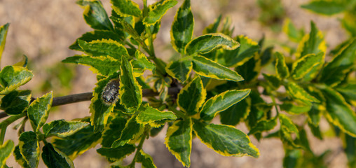 Bright green leaves on the branches in the autumn forest.