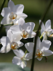 Fototapeta na wymiar beautiful orchid flower, macro photography