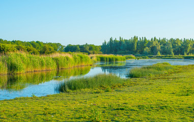 Reed along the edge of a sunlit lake at a yellow sunrise in an early spring morning