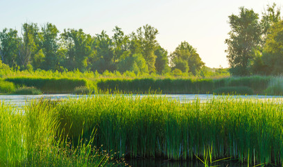 Reed along the edge of a sunlit lake at a yellow sunrise in an early spring morning
