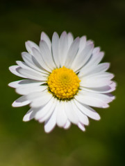 Obraz premium beautiful white daisy flower in nature, macro photography, summer, italy