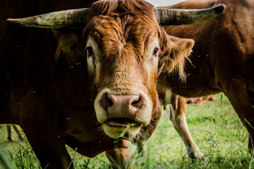 Retrato de vaca pastando