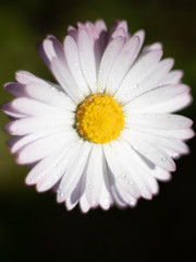 Obraz premium beautiful white daisy flower in nature, macro photography, summer, italy