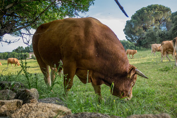 Vaca pastando