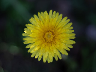 Obraz premium yellow dandelion flower, macro photography, italy