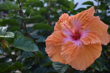 Flor naranja en el jardín hojas verdes