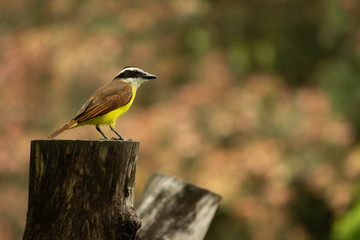 great tit on a branch
