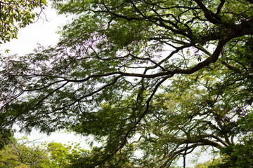 trees and sky Wallpaper 4k