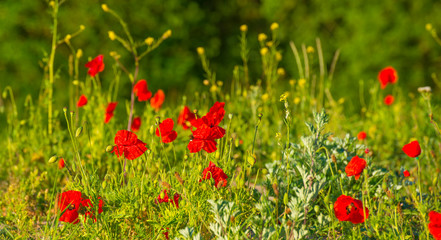 Wild flowers like red papavers in a grassy green field in sunlight at an early spring morning