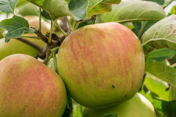 ripe jonagold apples on the tree branch closeup.