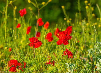Wild flowers like red papavers in a grassy green field in sunlight at an early spring morning