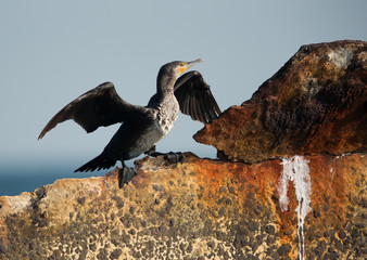 Great Cormorant dryinf its wings on shipwreck, Bahrain