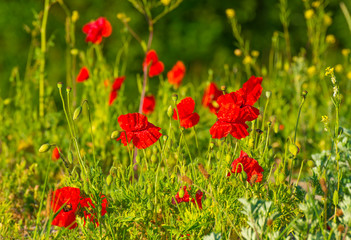 Wild flowers like red papavers in a grassy green field in sunlight at an early spring morning
