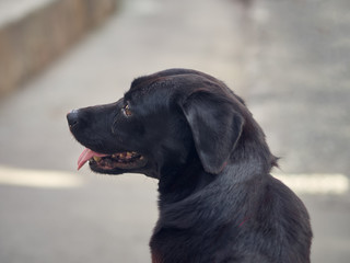 Portrait of black Labrador Retriever.