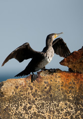 Great Cormorant perched on shipwreck, Bahrain