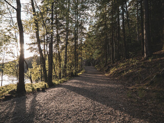 Walking path in the forest near the lake 