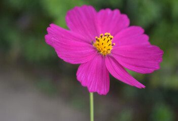 Obraz premium Garden Cosmos