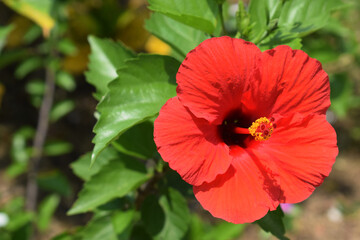 Hibiscus