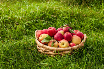 apples in brown basket on a grass in the farm.