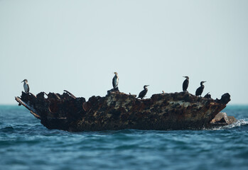 Great Cormorants perched on a shipwreck, Bahrain