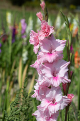 Gladiolus is a genus of perennial cormous flowering plants in the iris family. It is sometimes called the 'sword lily', but is usually called by its generic name. The genus occurs in Asia, Mediterrane