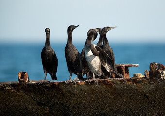 Socotra cormorants resting on shipwreck, Bahrain