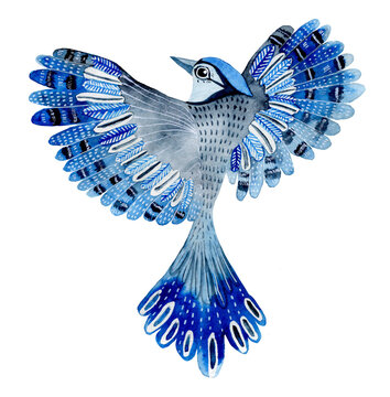Watercolor bird blue jay flying hand drawn Illustration isolated on white background. Hand painted bluejay.