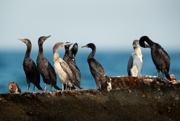 Socotra cormorants resting on shipwreck, Bahrain