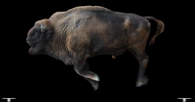 European Wood Bison running realistic animation. Isolated Wisent video including alpha channel allows to add background in post-production. Element for visual effects.