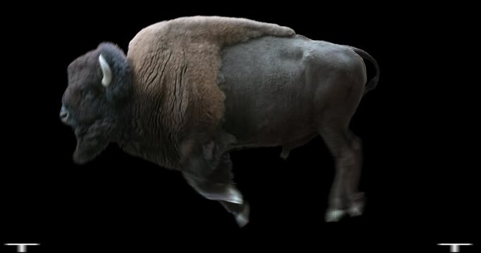 American Bison running realistic animation. Isolated animal video including alpha channel allows to add background in post-production. Element for visual effects.