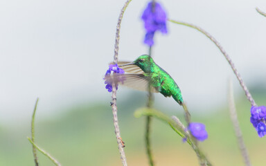 emerald green hummingbird in bloom
