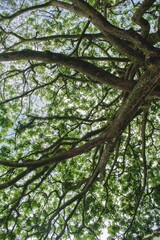 Fototapeta premium trees in the forest