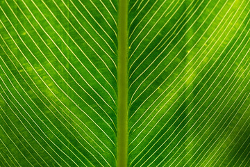 green leaf texture