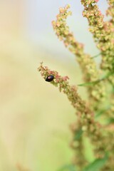 Common sorrel (Rumex acetosa) / Plygonaceae prennial plant