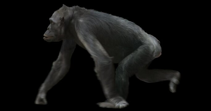 Ape Chimp walking realistic animation. Isolated chimpanzee video including alpha channel allows to add background in post-production. Element for visual effects.