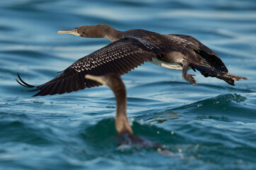 Closeup fo Socotra cormorant flying