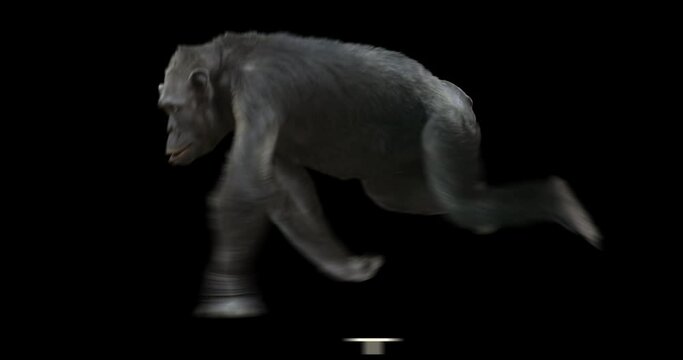 Ape Chimp walking realistic animation. Isolated chimpanzee video including alpha channel allows to add background in post-production. Element for visual effects.
