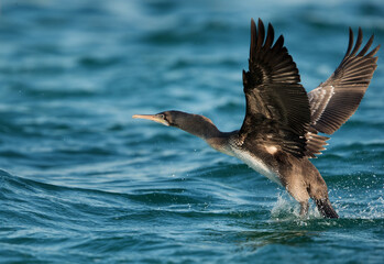 Socotra cormorant takeoff