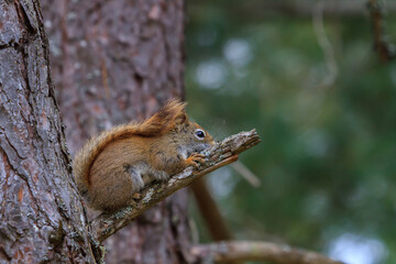 Red  Squirrel sitting in a pine tree