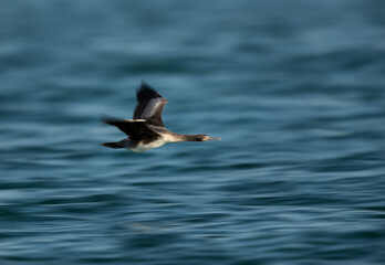 Socotra cormorant in flight, a panning photograph