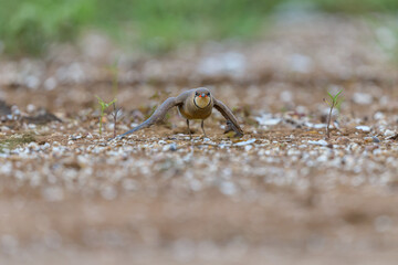 Oriental pratincole (Glareola maldivarum) on the ground around the lake at Thailand