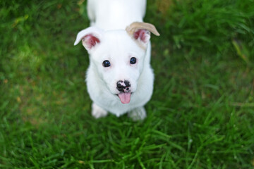 little white puppy on a green lawn stuck out his tongue and looks up.
