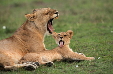 Lioness cub trying to imitate her mother, Masai Mara