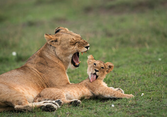Obraz na płótnie Canvas Lioness yawning and her cub sitting beside licking, Masai Mara