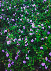 blooming purple flowers with green leaves