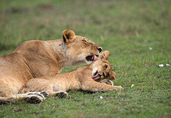 Fototapeta na wymiar Lioness caring her cub, Masai Mara