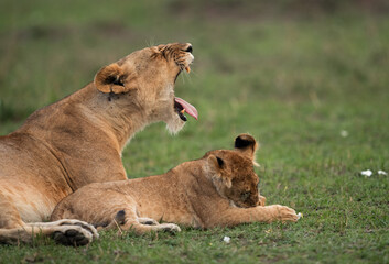 Fototapeta na wymiar Lioness yawning, Masai Mara