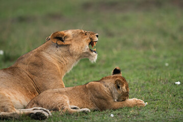 Fototapeta na wymiar Lioness and her cub, Masai Mara