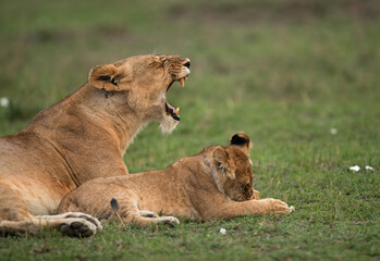 Fototapeta na wymiar Lioness yawning with her cub resting beside, Masai Mara