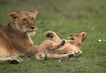 Fototapeta na wymiar Lioness and her cub, Masai Mara